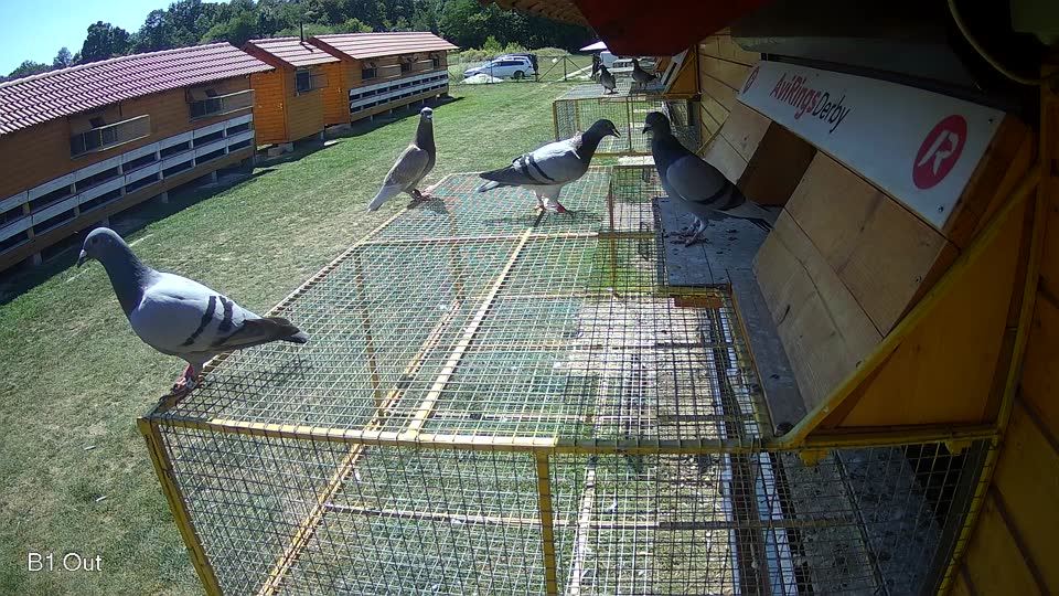 Pigeon Arrival Image For Race Race 5