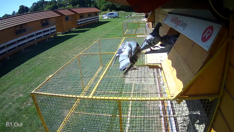 Pigeon Arrival Image For Race Race 2