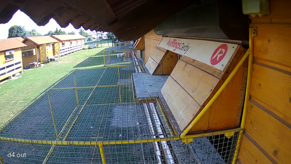 Pigeon Arrival Image For Race Race 1