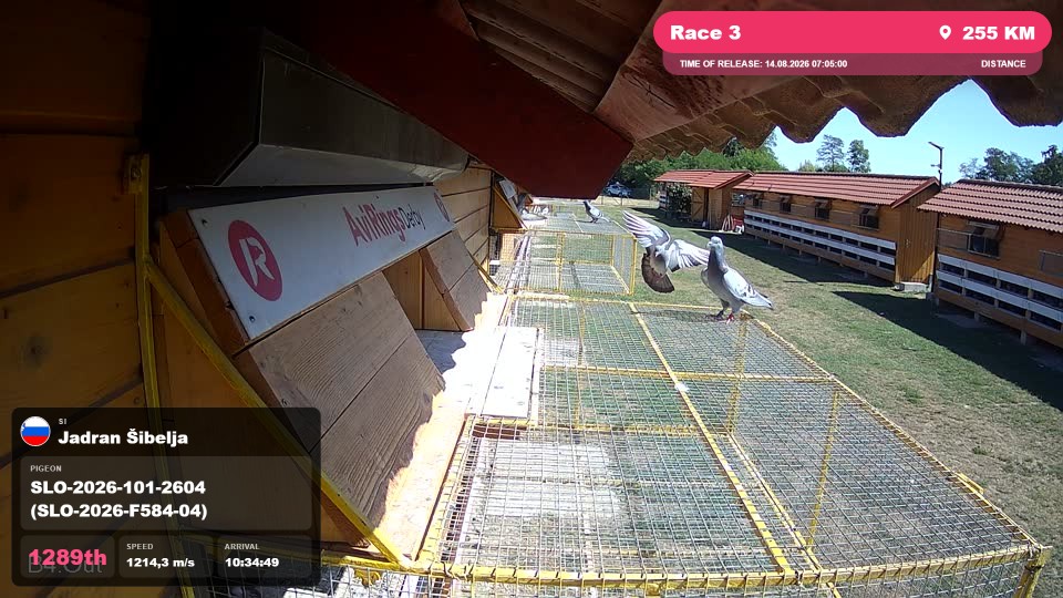 Pigeon Arrival Image For Race Race 3