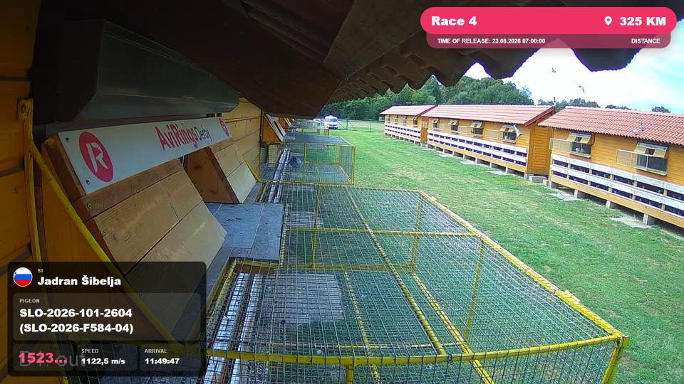 Pigeon Arrival Image For Race Race 4