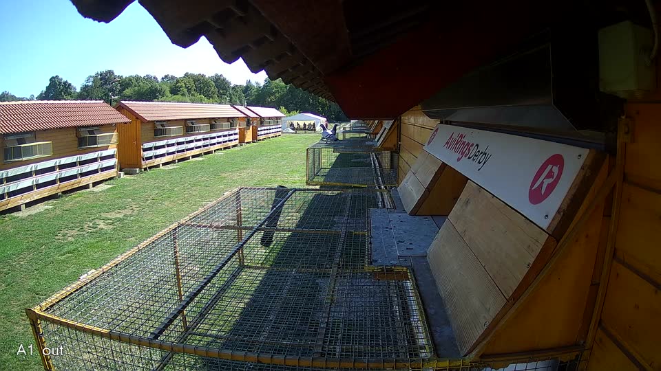 Pigeon Arrival Image For Race Final Race 1/3