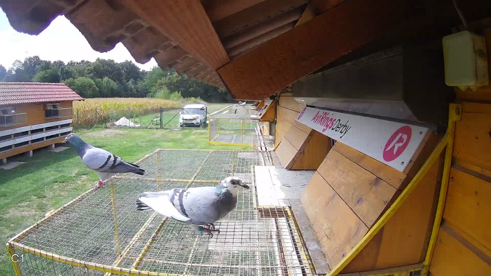 Pigeon Arrival Image For Race Race 4