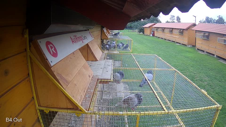 Pigeon Arrival Image For Race Final race 2