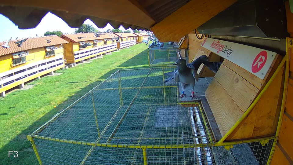 Pigeon Arrival Image For Race Race 1
