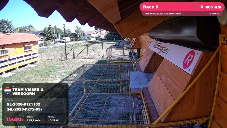 Pigeon Arrival Image For Race Race 5