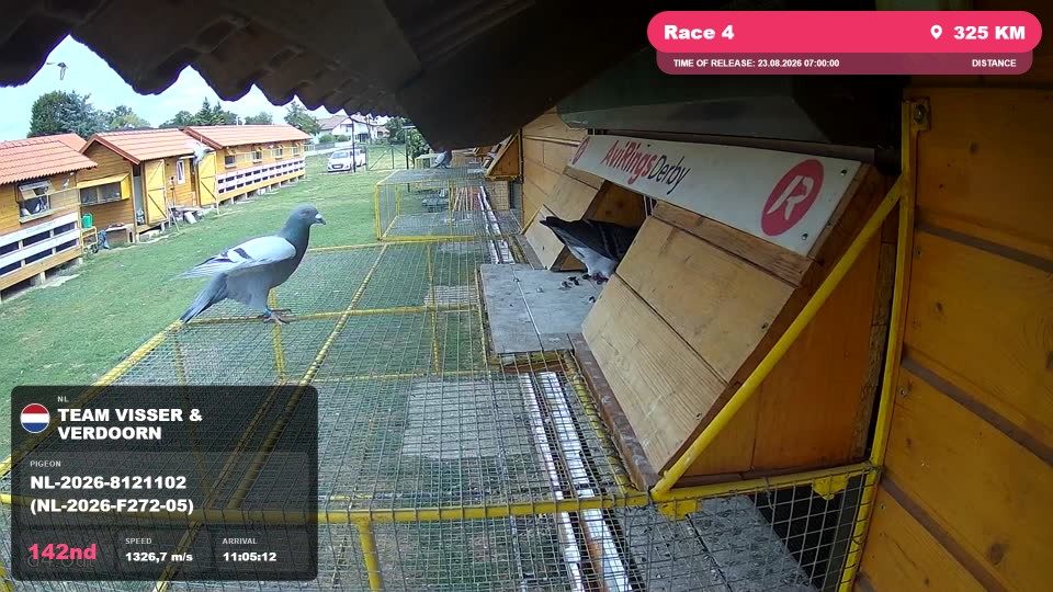 Pigeon Arrival Image For Race Race 4