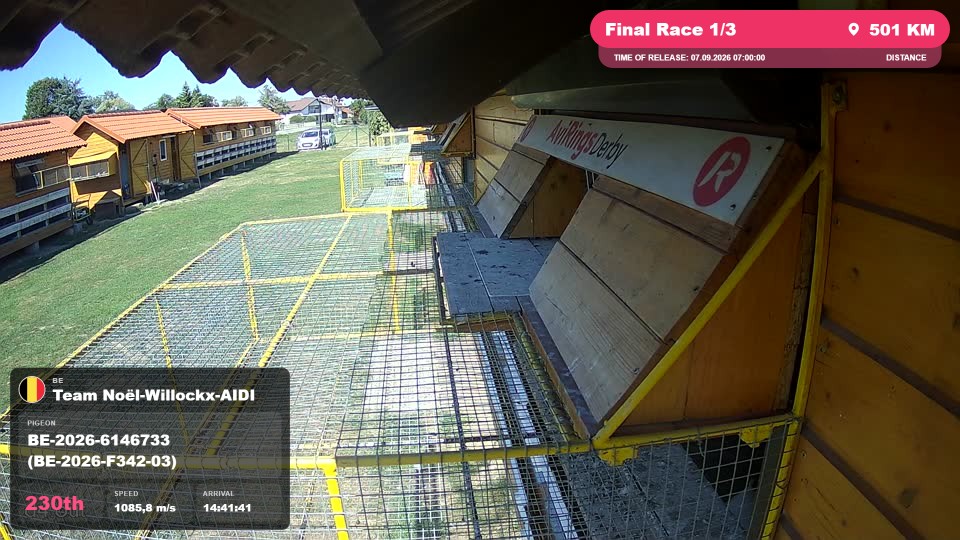 Pigeon Arrival Image For Race Final Race 1/3