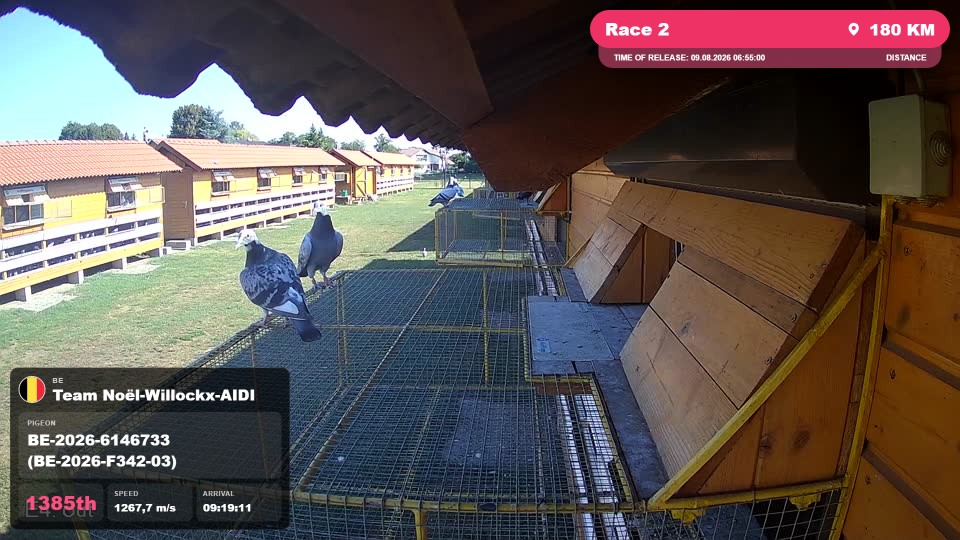 Pigeon Arrival Image For Race Race 2