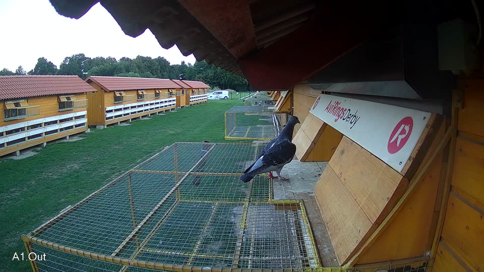 Pigeon Arrival Image For Race Race 6