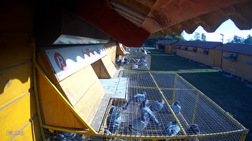 Pigeon Arrival Image For Race Race 5
