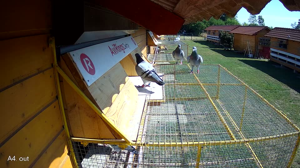 Pigeon Arrival Image For Race Race 2