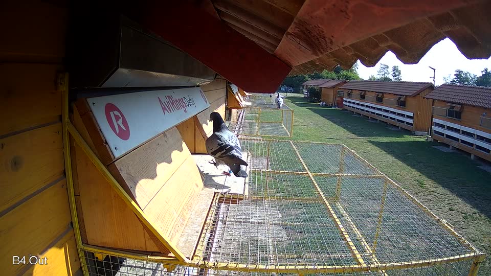 Pigeon Arrival Image For Race Race 1