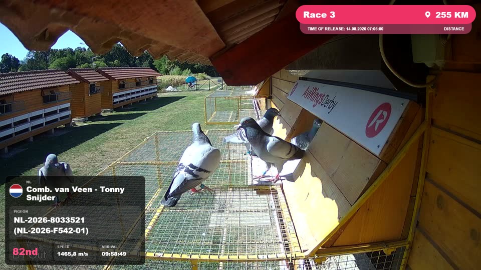 Pigeon Arrival Image For Race Race 3