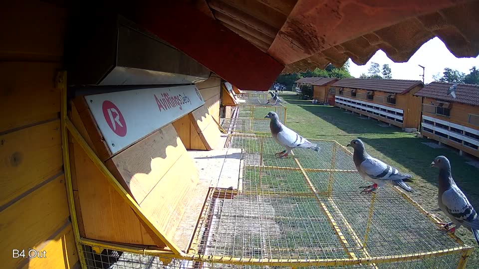 Pigeon Arrival Image For Race Race 1