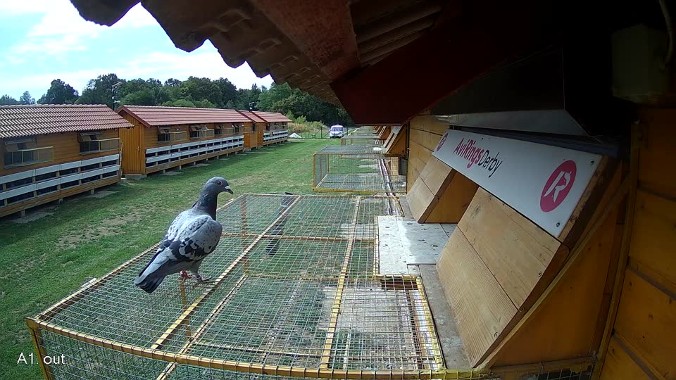 Pigeon Arrival Image For Race Race 4