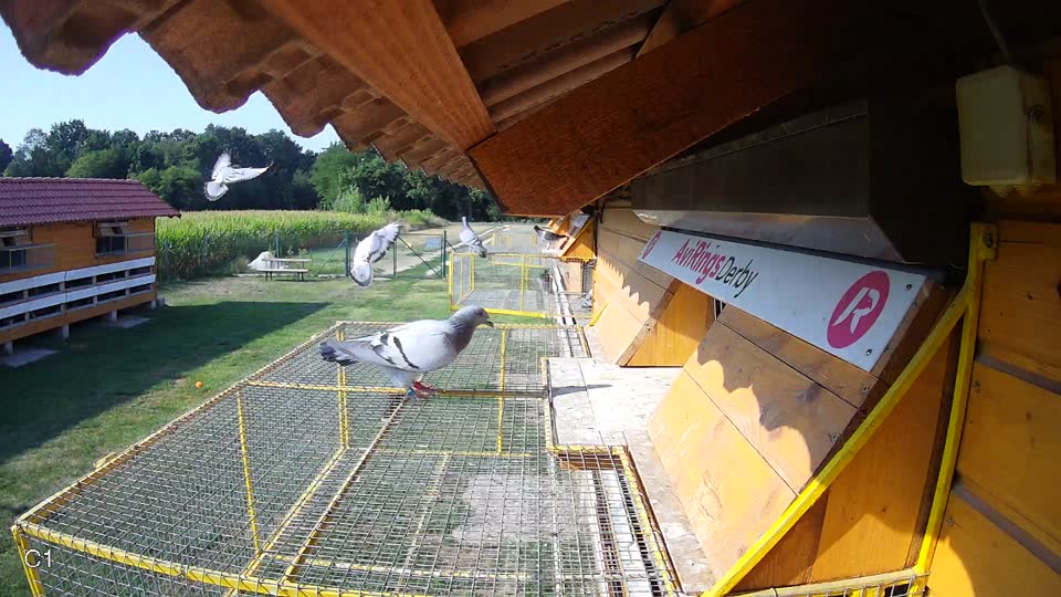 Pigeon Arrival Image For Race Race 1