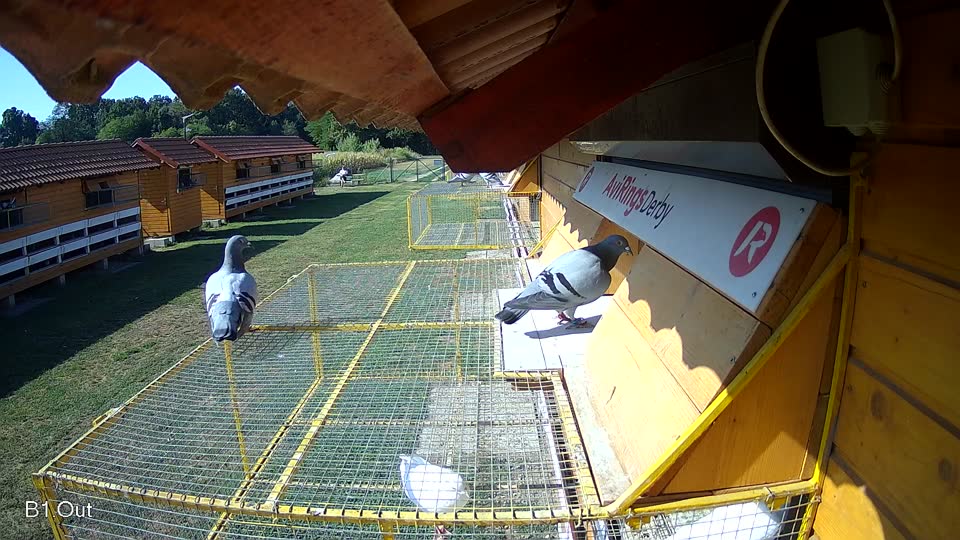 Pigeon Arrival Image For Race Race 2