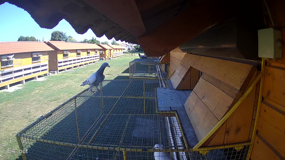 Pigeon Arrival Image For Race Race 3