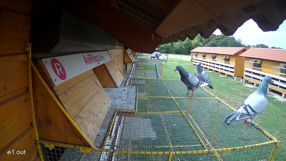 Pigeon Arrival Image For Race Race 4