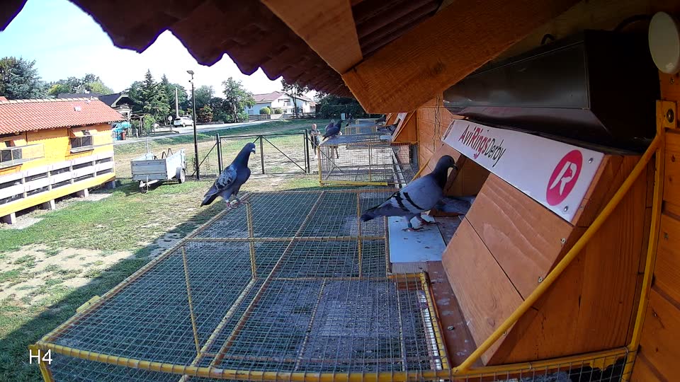 Pigeon Arrival Image For Race Race 1