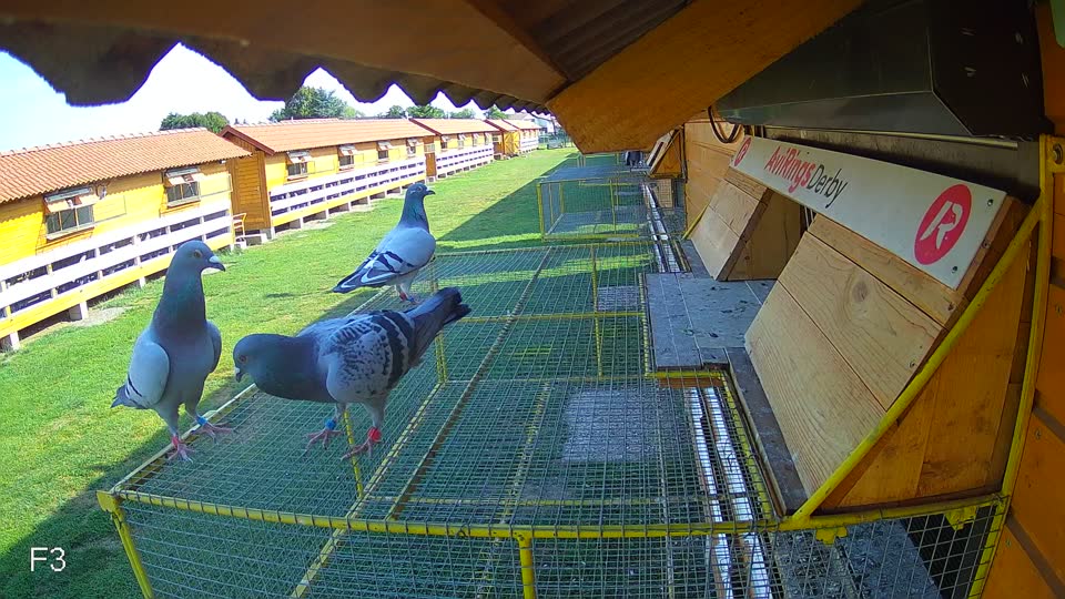 Pigeon Arrival Image For Race Race 1