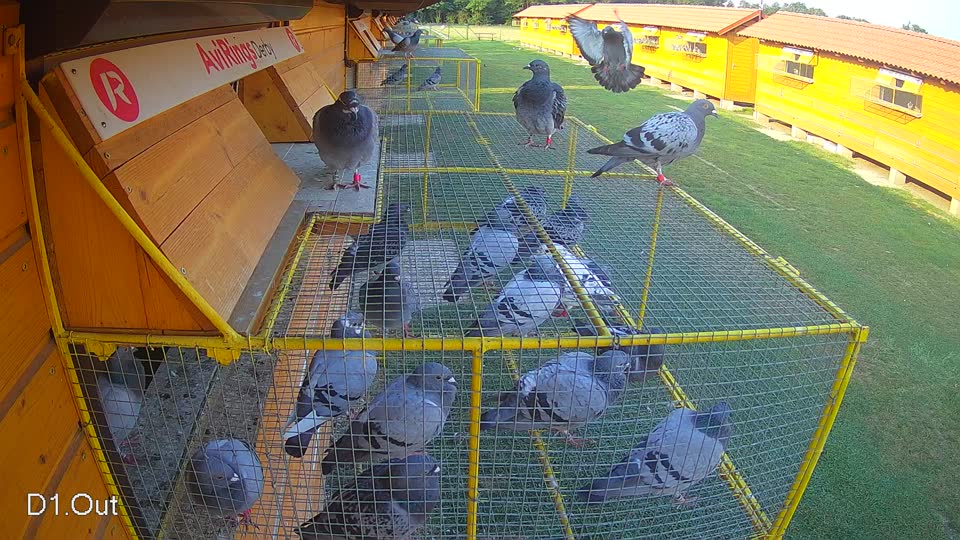 Pigeon Arrival Image For Race Race 4