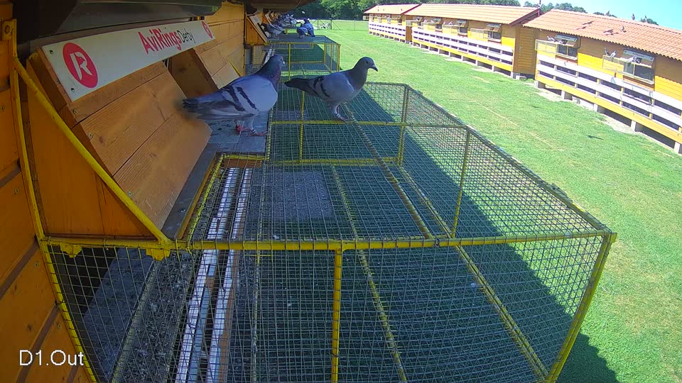 Pigeon Arrival Image For Race Race 2