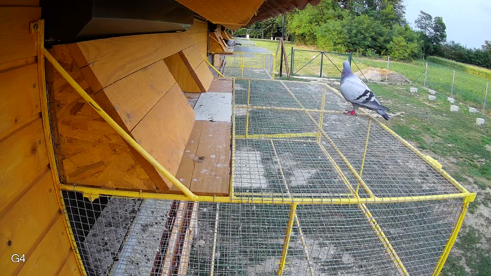 Pigeon Arrival Image For Race Race 4