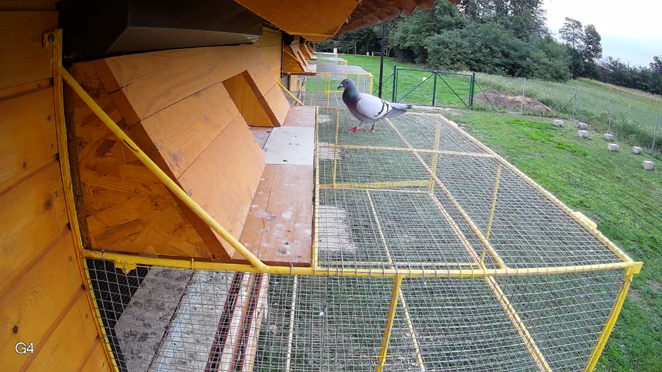 Pigeon Arrival Image For Race Final race 2