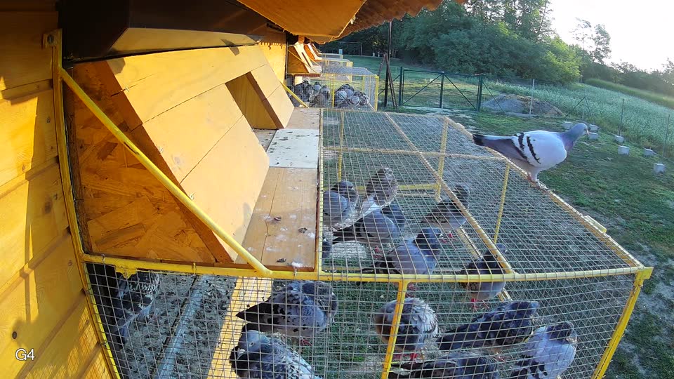 Pigeon Arrival Image For Race Race 5