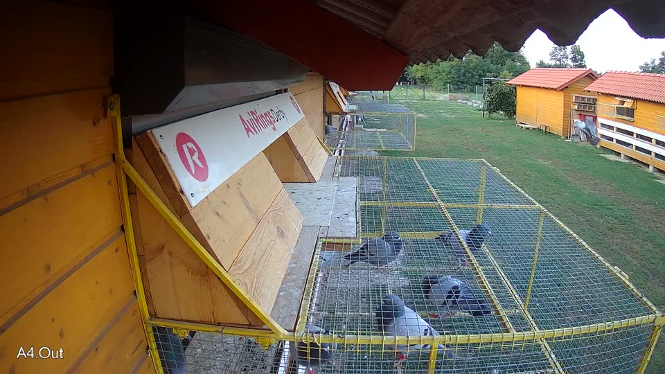 Pigeon Arrival Image For Race Race 3