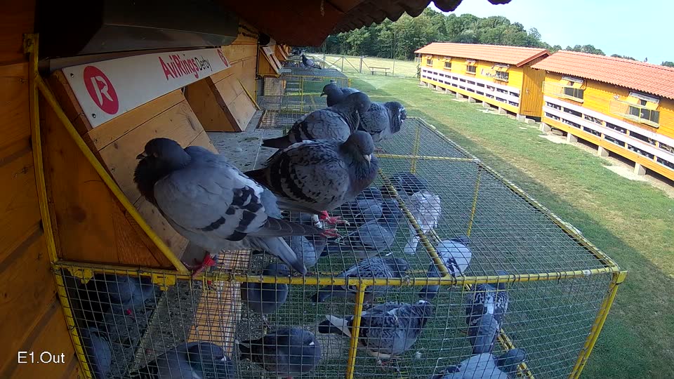 Pigeon Arrival Image For Race Race 4