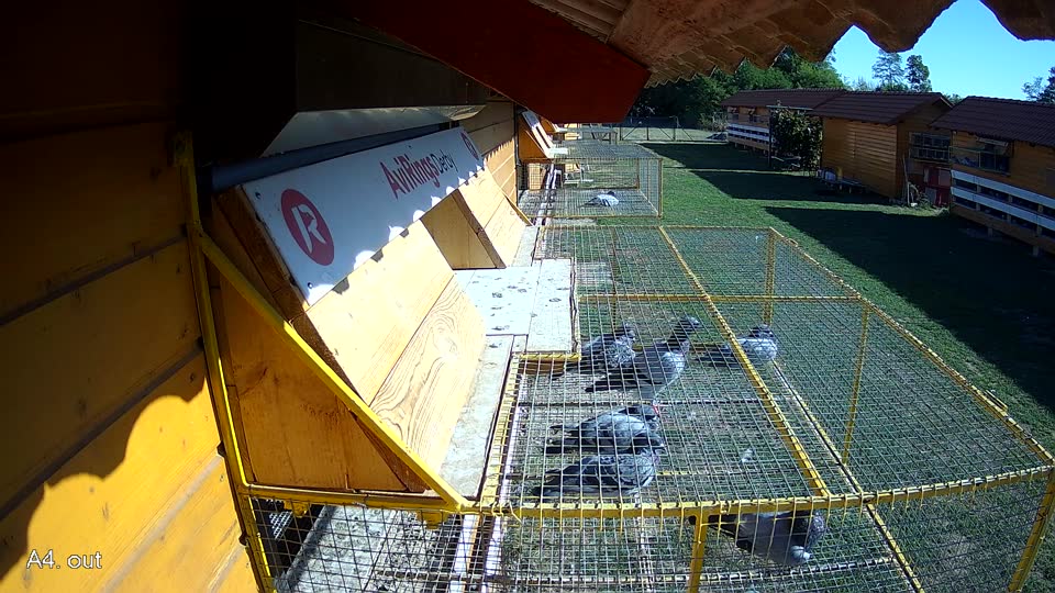 Pigeon Arrival Image For Race Final Race 1/3