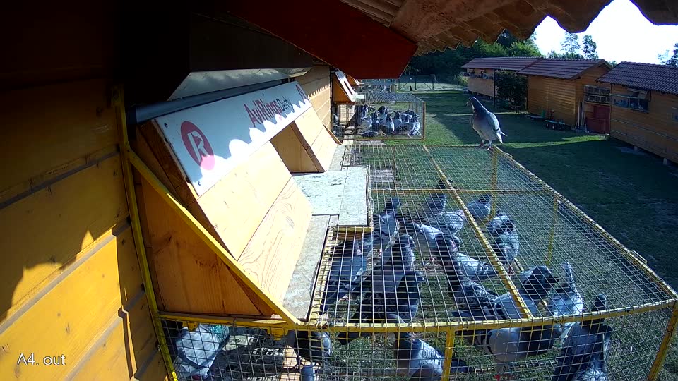 Pigeon Arrival Image For Race Race 1