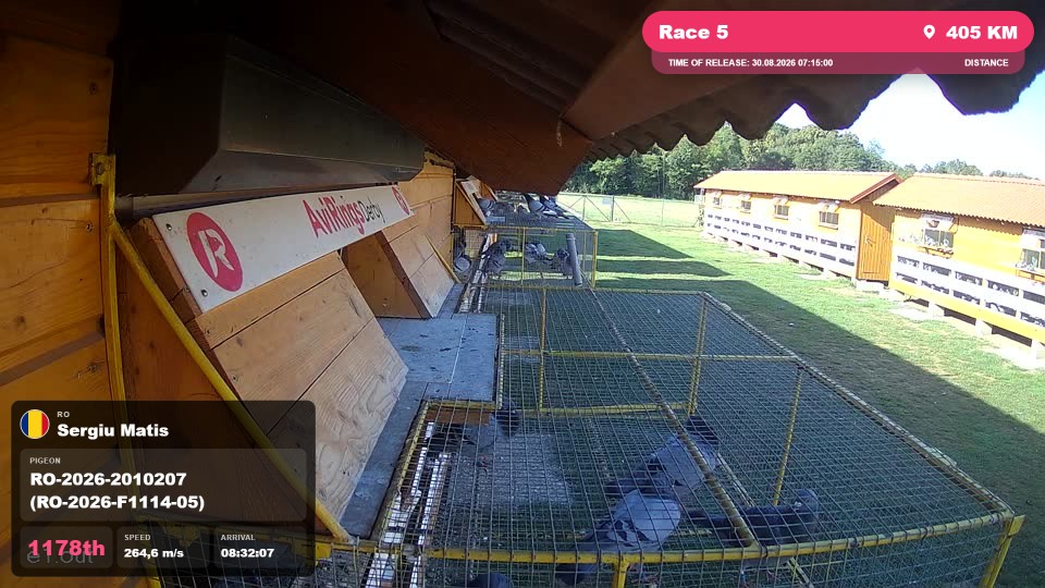 Pigeon Arrival Image For Race Race 5