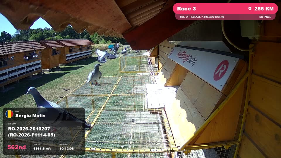Pigeon Arrival Image For Race Race 3