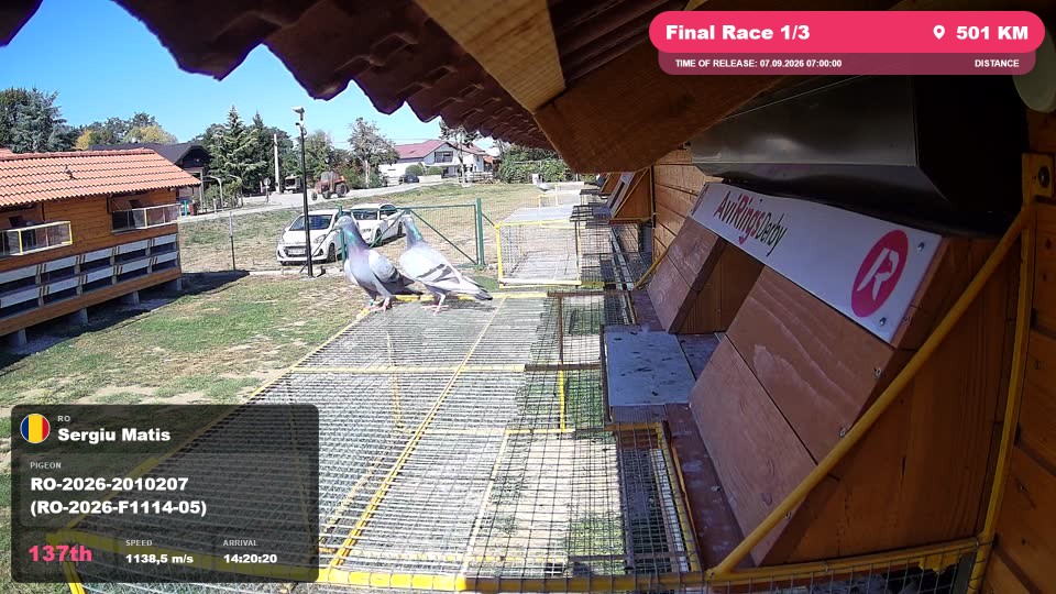 Pigeon Arrival Image For Race Final Race 1/3