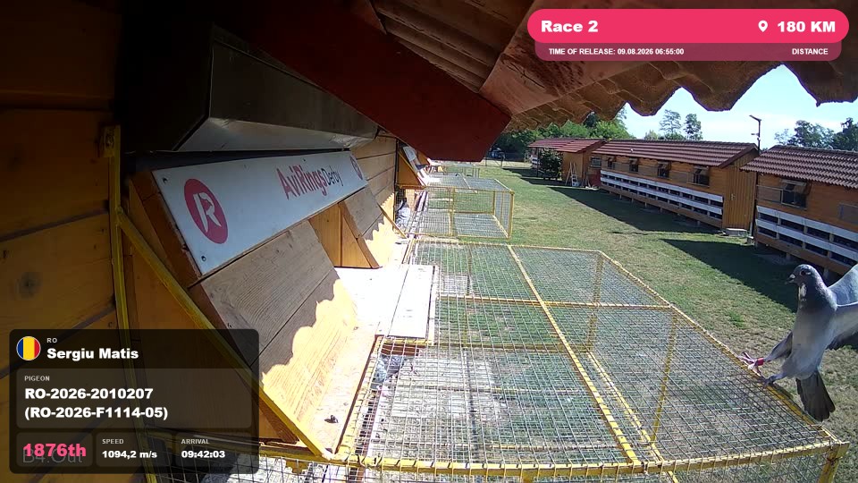 Pigeon Arrival Image For Race Race 2