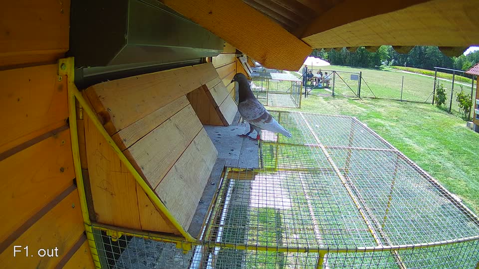 Pigeon Arrival Image For Race Race 5