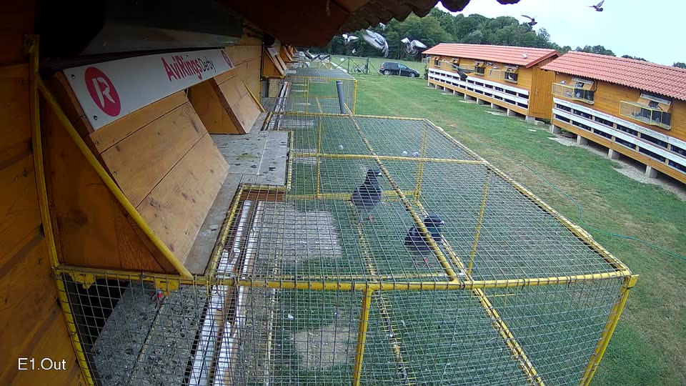 Pigeon Arrival Image For Race Race 3