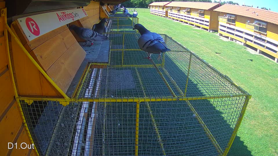 Pigeon Arrival Image For Race Race 2