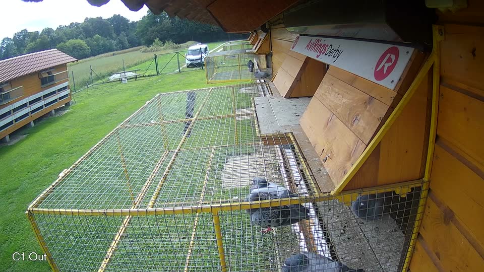 Pigeon Arrival Image For Race Final race 2