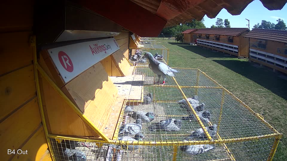 Pigeon Arrival Image For Race Race 5