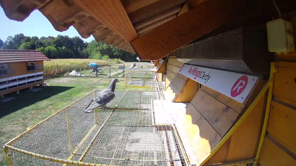 Pigeon Arrival Image For Race Race 3
