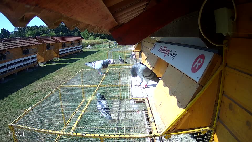 Pigeon Arrival Image For Race Race 2