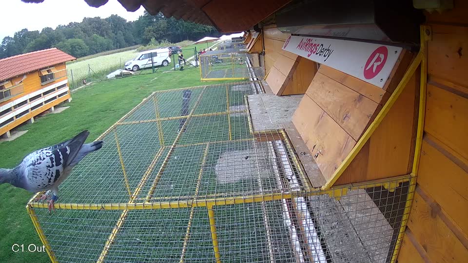 Pigeon Arrival Image For Race Final race 1