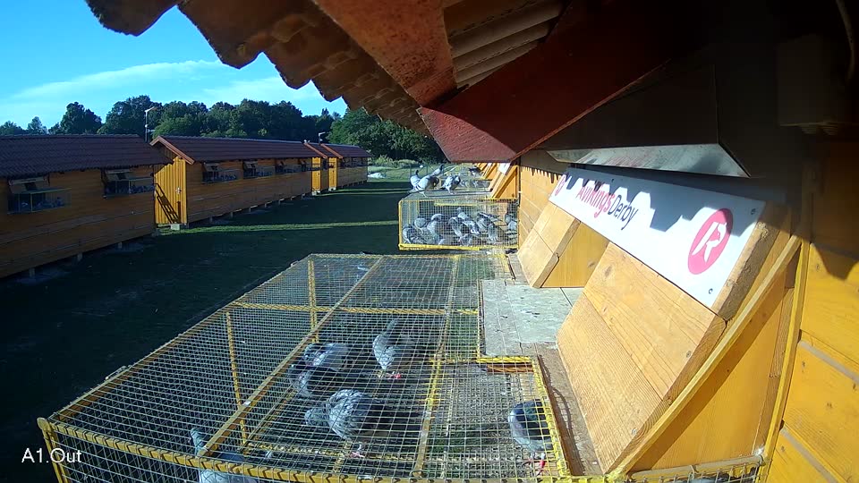 Pigeon Arrival Image For Race Race 5