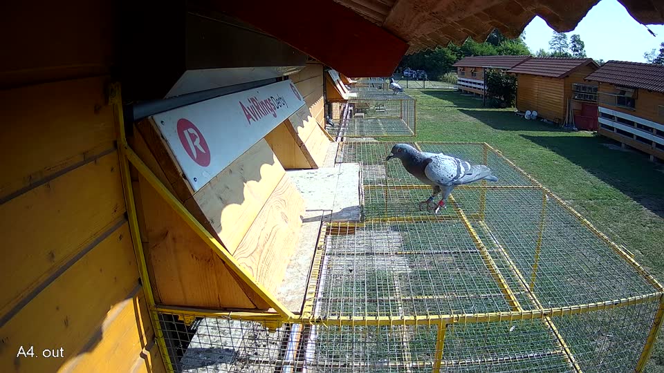 Pigeon Arrival Image For Race Race 1