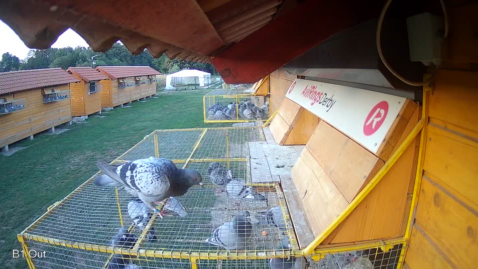 Pigeon Arrival Image For Race Final Race 1/3
